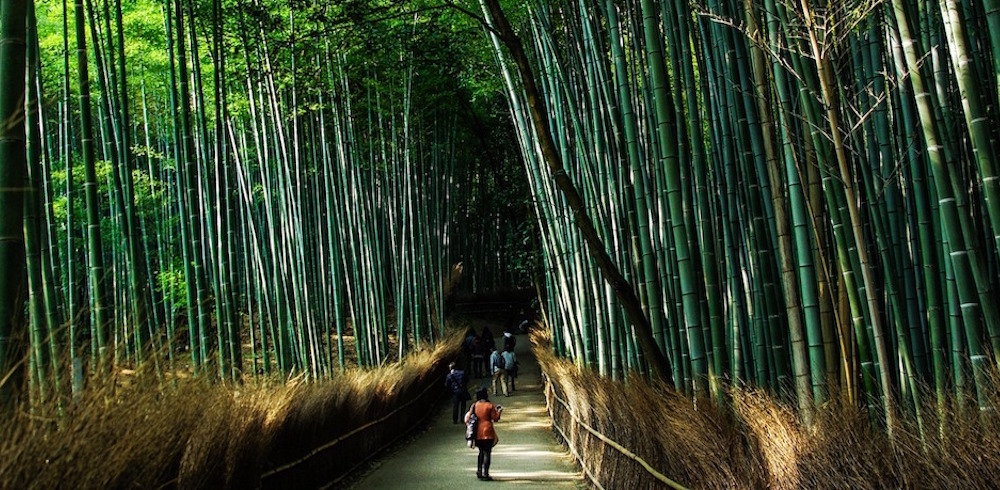 What’s So Great About Bamboo?