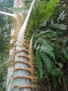 rattan cane plant